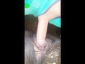 Femme et chien : une rencontre bestiale (partie 2)