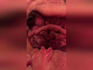 Canine Delirium: Wild Fuck with Dog