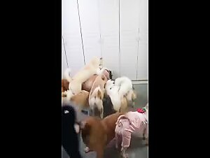 Fierce Dogs Pack