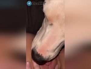 Bestialidad revelada: Dominacion canina en accion