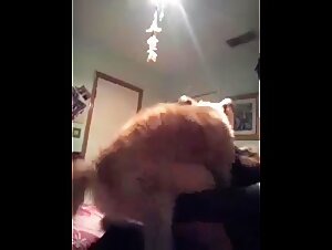 Rabuda dog