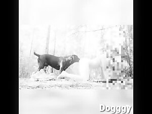 Amateur Doggy Style