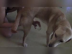 Delicias prohibidas: La pasion de Jesse y su perro