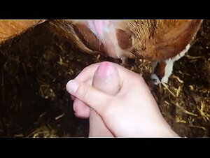 Donna e cane: un incontro bestiale