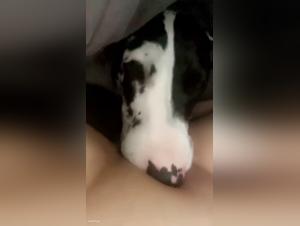 Hund des Hundes, Orgasmus auf dem Pornosbildschirm