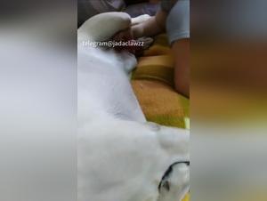 Feline Fantasy: An Amateur and His Dog, Homebound and Unrestricted