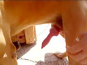 Masturbation et fellation avec un chien