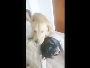 Mujer asiatica en videos bestiales con su perro