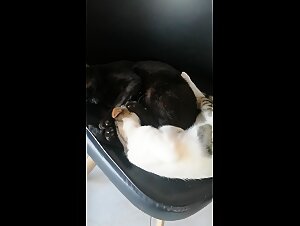 Intime Moment avec Mon Chat