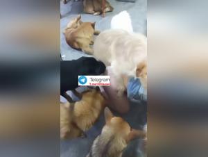 Animal Desire: Extremo Asian Foursome with Dogs