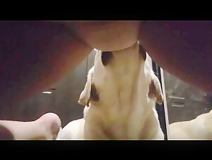 Licking 3