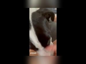 Eckzahn Bestialitat, Tierausschweifung