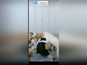 Libertinaje chino: una puta y su perro - Indecente Parte 1