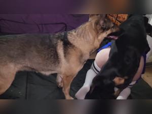 Woman Pleasured by Two Dogs: A Wild Zoophilia Trio