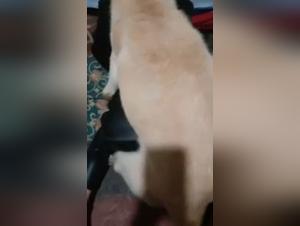 Animal Desire: Explore Forbidden Incest