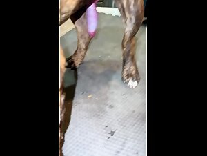 Zoo-Rohre: Hundehure mit langem Schwanz reitet mit einer grossen roten Rakete am Schwanz