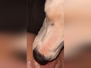 Mastiff gets down and dirty with the blonde bossing his pleasures