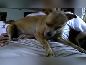 Zoophilie Brutal : Chien dévore une femme sans pitié