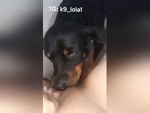 Canine Fantasy: She lets her furry friend lick her at home