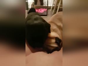 Orgias febriles: perros demoniacos e impulsos