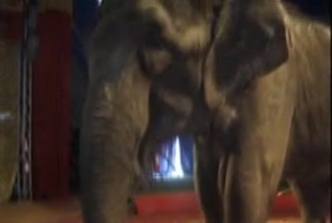 Elephant's Raw Power: Blonde Submits to Beastly Fuck