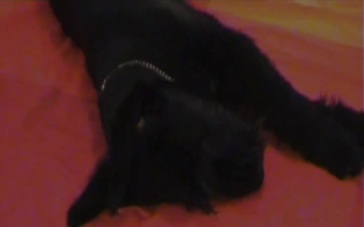 Dog fucks masked whore: Hardcore double penetration