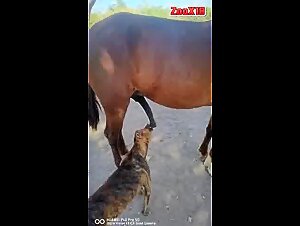 Watch an exciting zoophilia video: A dog licks a horse's cock