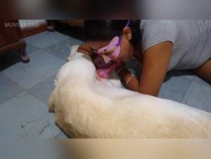 locura canina extrema