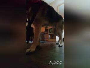 Orgia fetish: il potere canino al lavoro