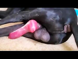 Canine zoophilia: insatiable desire