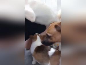 Gehen Sie uber die Grenzen hinaus: Female Sex Animal Xxx