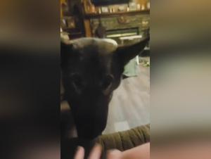 Wilde Bestialitat: GSD und Teen in extremer Genuss