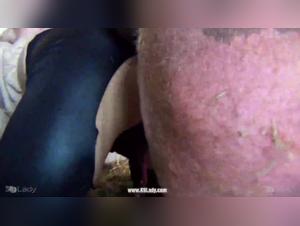 Ariel Yasmin, the little sow, gets pounded relentlessly