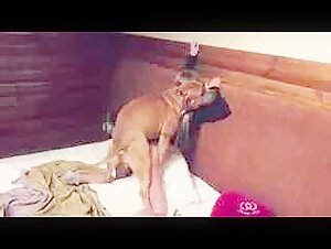 Verdammter Pitbull-Teenager