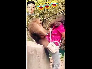 Lindo gato seduce con los bestiarios de la mujer favorita.