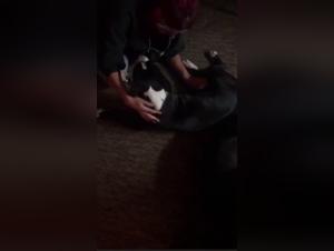 Doggy action hardcore with Mrs, a must-see session