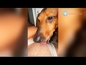 Video porno di bestialita sessuale canina