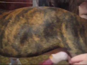 Kristy Devours Her Desire: Extreme Canine Fuck