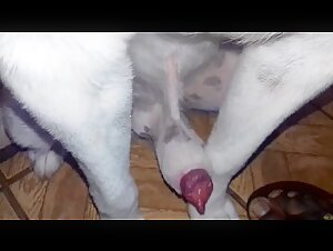 Dog and mistress: a beastly encounter