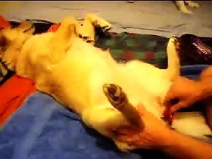 La donna e il suo amante canino: una storia di bestialita