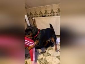 TikTok Rottweiler Hardcore: Brutal and Unbridled Animal Sex