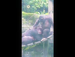 Monkey eats a woman's pussy