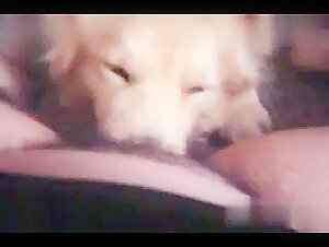 Intimate Moment with a Dog