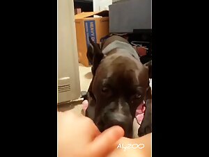 Videos porno de zoofilia : Foisale salope baise avec chien
