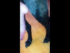 Zoo porn: A slut lets herself be kissed by her dog coco artofzoo