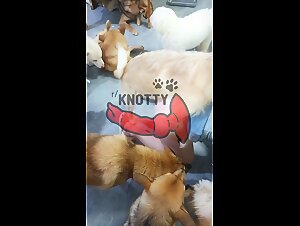 La vie secrète d'un chien gardien (Partie 1) - porno zoo tube