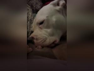 L'Obsession Canine : Baise Animale Incontrôlable