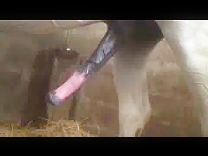 Femme et cheval: une rencontre bestiale