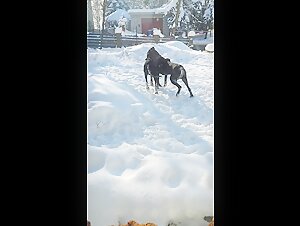 My little four-legged friends having fun in the snow for the first time