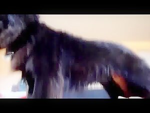 Donna e cane: un incontro proibito